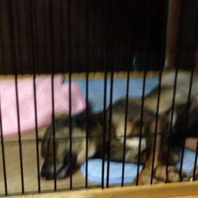 どんな夢？の画像