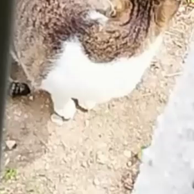 猫の動画の画像