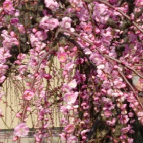 動画 (垂れ梅)の画像