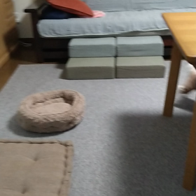 ここちゃんの画像