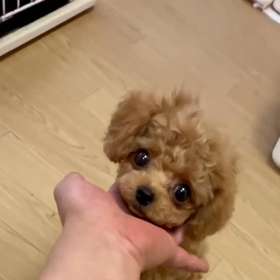 ❤️決まりました❤️央ちゃん❤️の画像