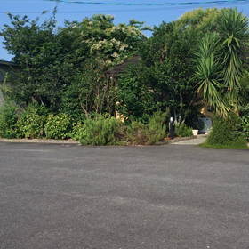 お店のセミの画像