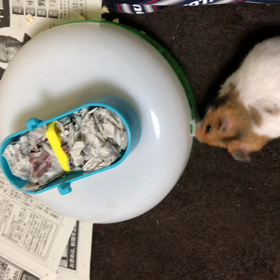 部屋んぽ ＆ 回し車の対策の画像