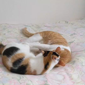 お友達のにゃんこの画像