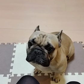 散歩のおねだりの画像