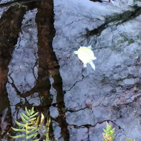 白い亀の画像