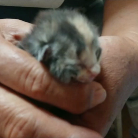 ノルウェージャンの弱ってた赤ちゃんの画像