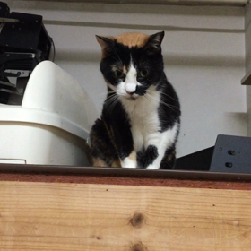 三毛猫の娘さんに大接近の画像