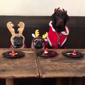 ジュノ君のインスタの画像