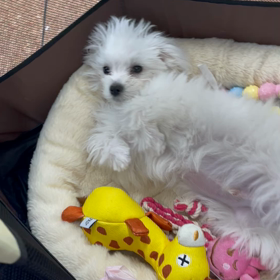 ふらん6日目の画像