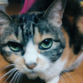 ねこの近況の画像