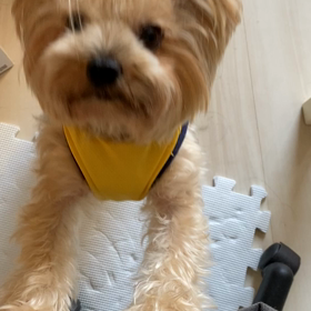 【動画】テレワーク中にチロちゃんが、お願いしに来ます。笑の画像