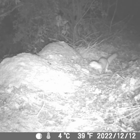 すぎぴたんの事件簿シーズン3　113話（イタ！イタチ！）の画像