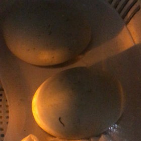 コールダック孵化第2弾 孵卵24日目の画像