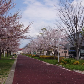 桜ちらちら。の画像