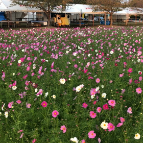 キリンビールコスモス園の画像