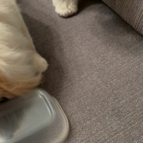 まめ太の場合はの画像