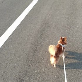 元気ハツラツ。の画像