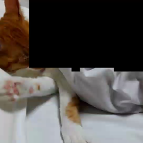 きょうのにゃんこの画像