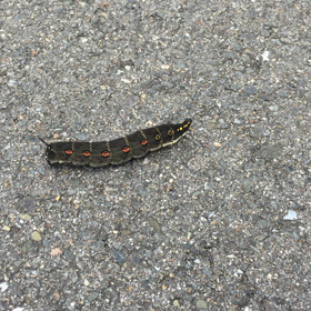 好奇心旺盛なアラフォーの画像