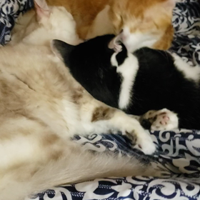 素敵な３匹の画像