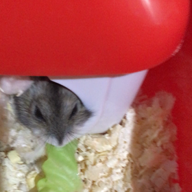 リンちゃんとサラダ菜の画像