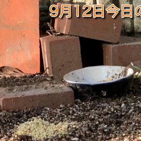 カオナシタロウ。今日の杏仁？今日は雨の画像