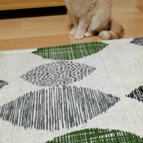 ちゅ〜るを食べる猫の画像