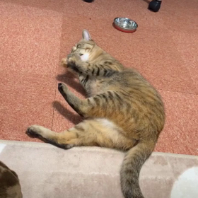 あおいちゃんのジャレの画像