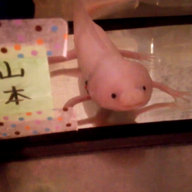 今日のウパさんの画像