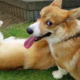 ③レモンちゃんと、初めての水遊び。の画像