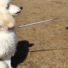 100万円の犬(笑)の画像