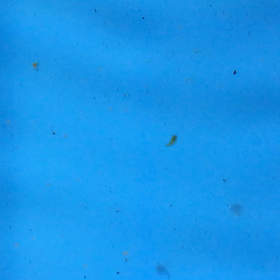 日本オランダ孵化3日目の画像