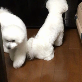 あなたはだれ？の画像