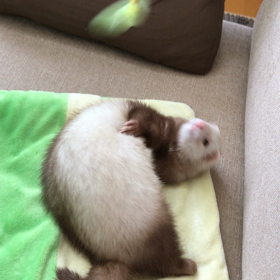 今日のシナモン  じゃらしの画像