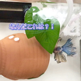 ロカボーイcにツンするナイト君の画像