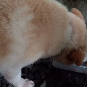 普通の外犬の画像