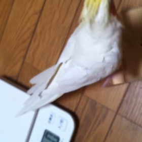 オカメインコのたまころくんの画像