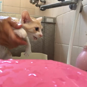 朝からシャンプー爪切り！の画像