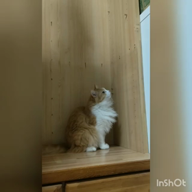 楽しそうの画像