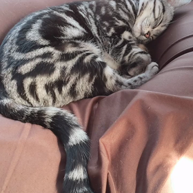 猫もダメにするクッション♡の画像