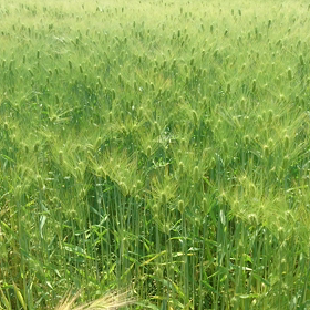 そよそよ～の画像