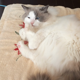 うちわで遊ぶの画像