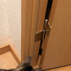 ユザワヤの私に対する悪質商法…先住猫デールと新入りマリー動画。の画像