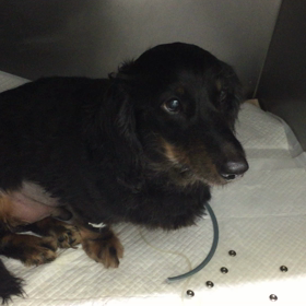 今日のくーる。の画像