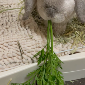 今年もありがとうございました。の画像