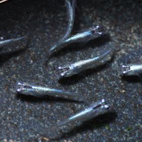 ③個体8/31（水）終了分 、多数出品してます！の画像