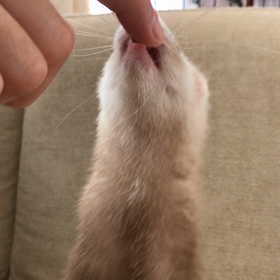 今日のシナモン  たっちの画像