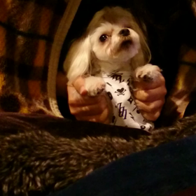 鼻をなめるの画像