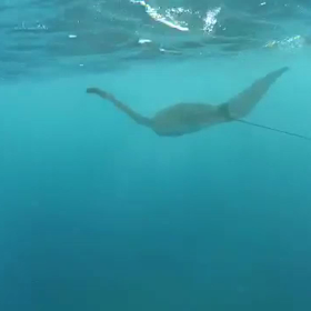 マンタと一緒に泳いだ～の画像